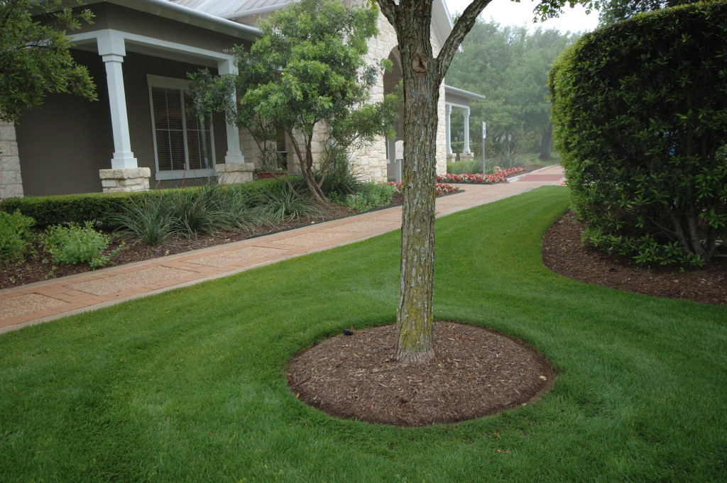 Tree Trimming and Cutting Service in Austin, TX