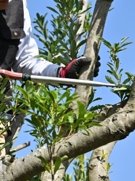 Tree pruning
